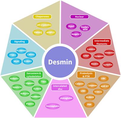 Desmin variants: Trigger for cardiac arrhythmias?